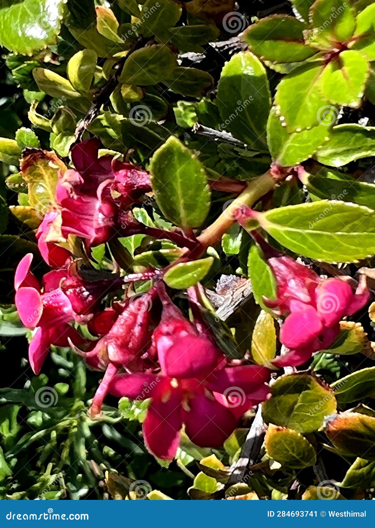 escallonia 'red dream', dwarf evergreen shrub