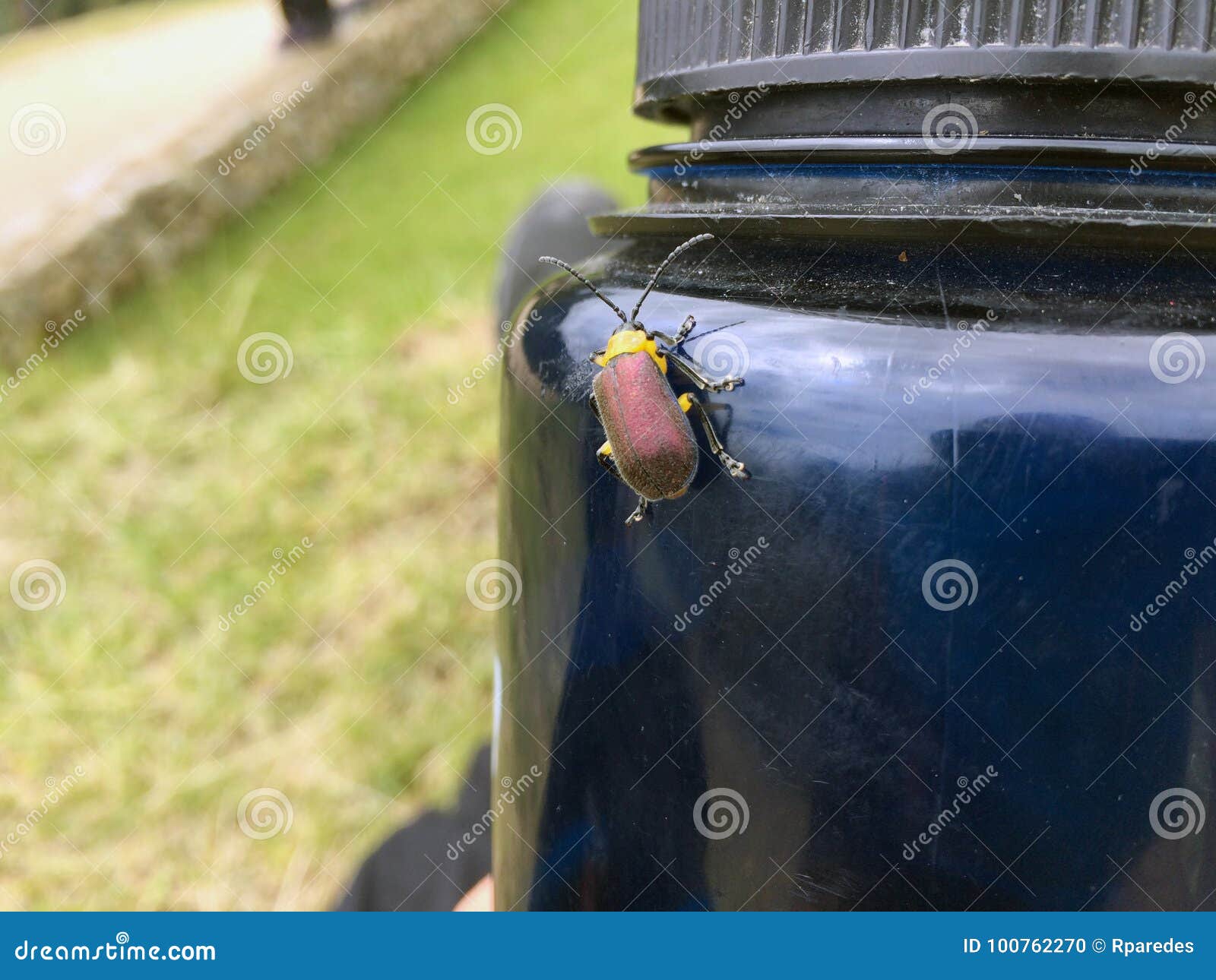 Escarabajo colorido que se coloca en una botella de agua Machu admitido Picchu - Perú