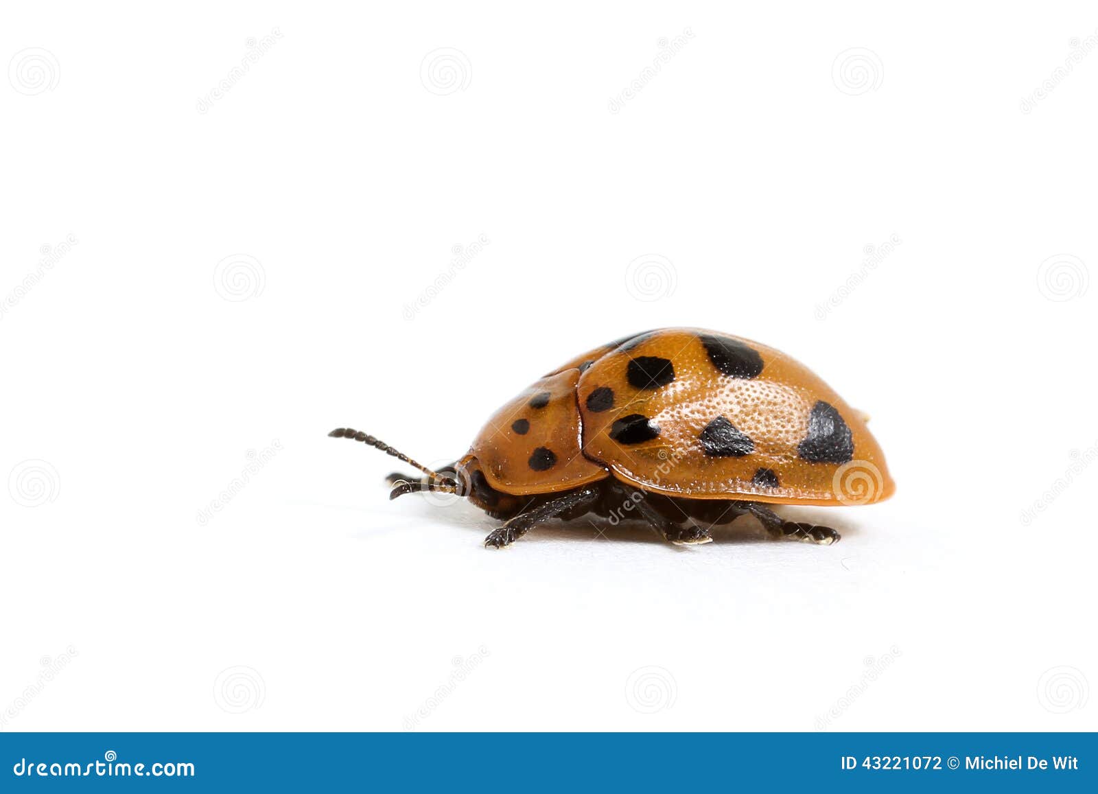 Escarabajo de la tortuga de Argus (cassidea de Chelymorpha) en un fondo blanco