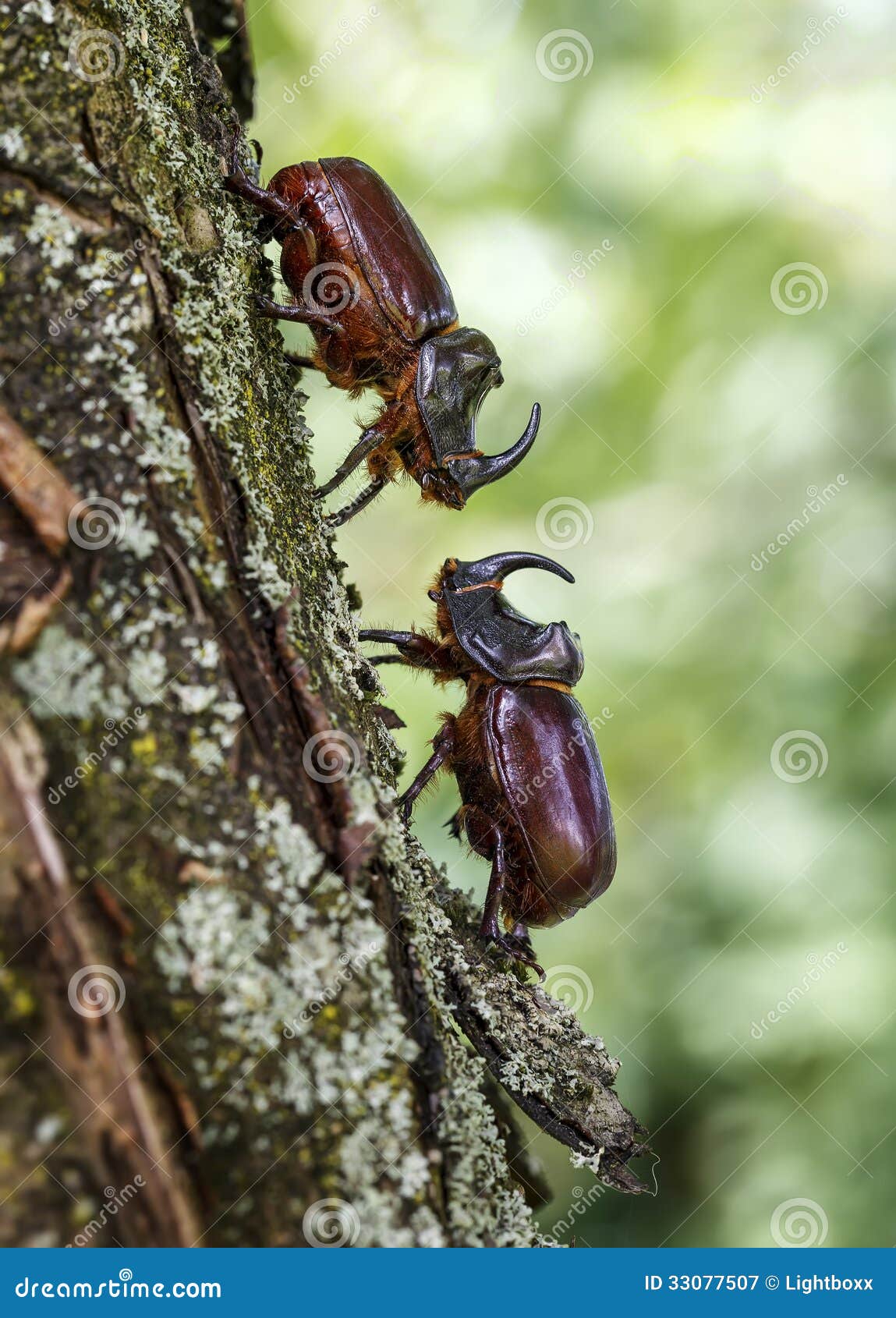 Na mesma série com 195861774  Escarabajo rinoceronte, Imagenes de