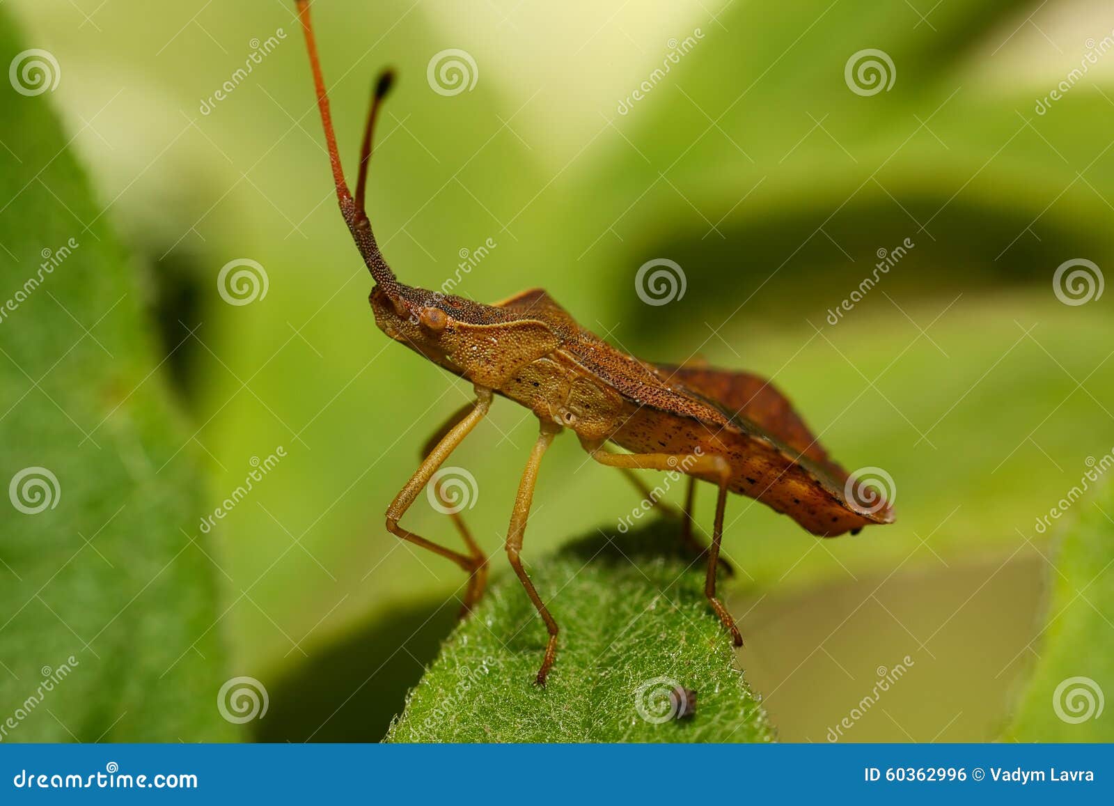 Escarabajo en la hoja verde Ascendente cercano del extremo