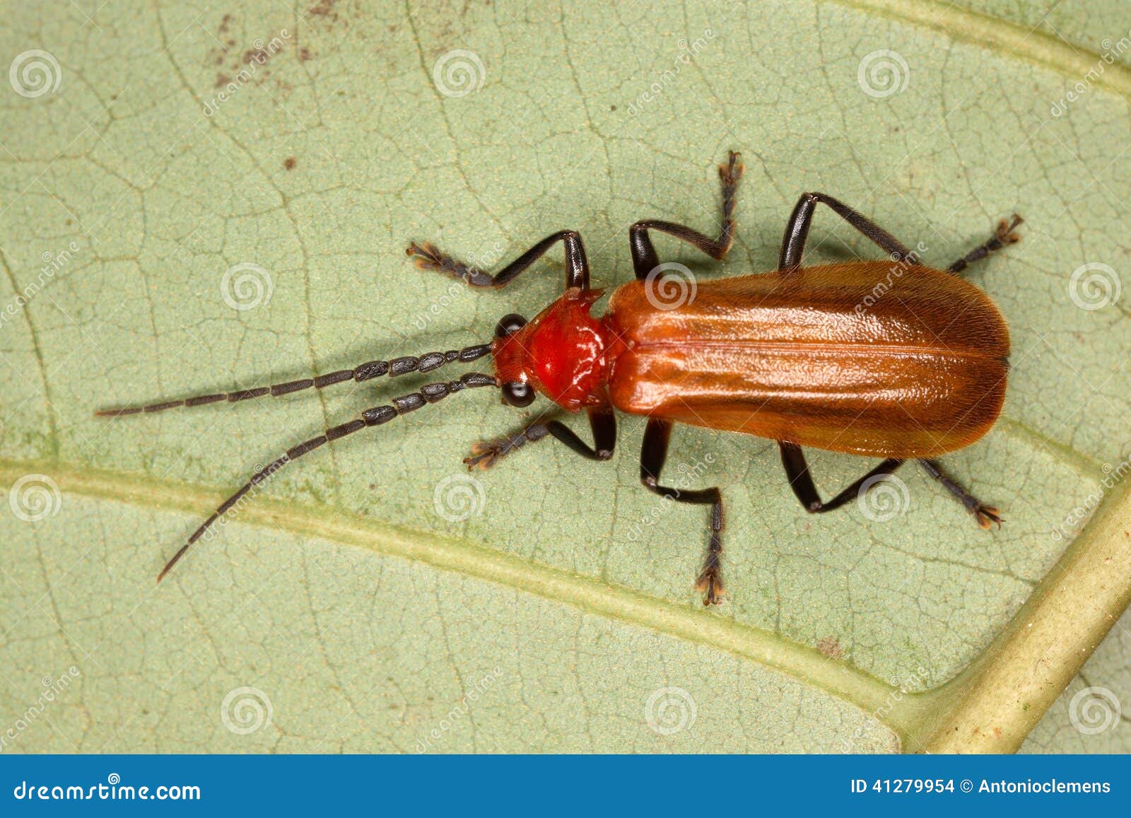 Escarabajo tropical rojo en una hoja del árbol Fauna de la selva tropical de Ecuador (coleóptero)