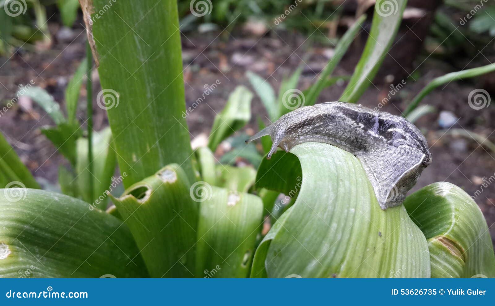 Escargot dans le jardin après pluie