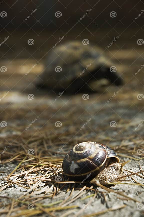 Adorable Motif Tortue : Noir/blanc - Tasse à Motif De 300 Ml - En Céramique Blanche - Idée Cadeau Ou Votre Nouvelle Tasse Préférée