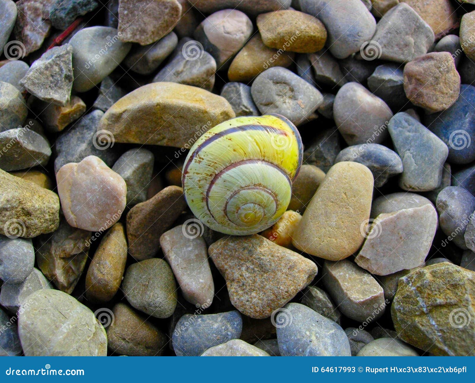 Escargot Shell,. Océan, plage, pierres, rayures, brin