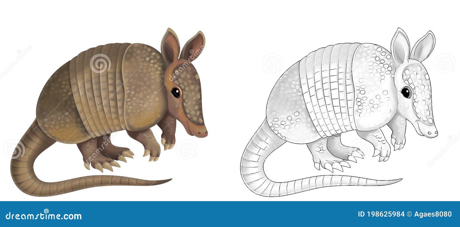 Escena De Dibujo Animado Con Armadillo En Ilustración De Fondo Blanco Stock  de ilustración - Ilustración de forma, feliz: 198625984