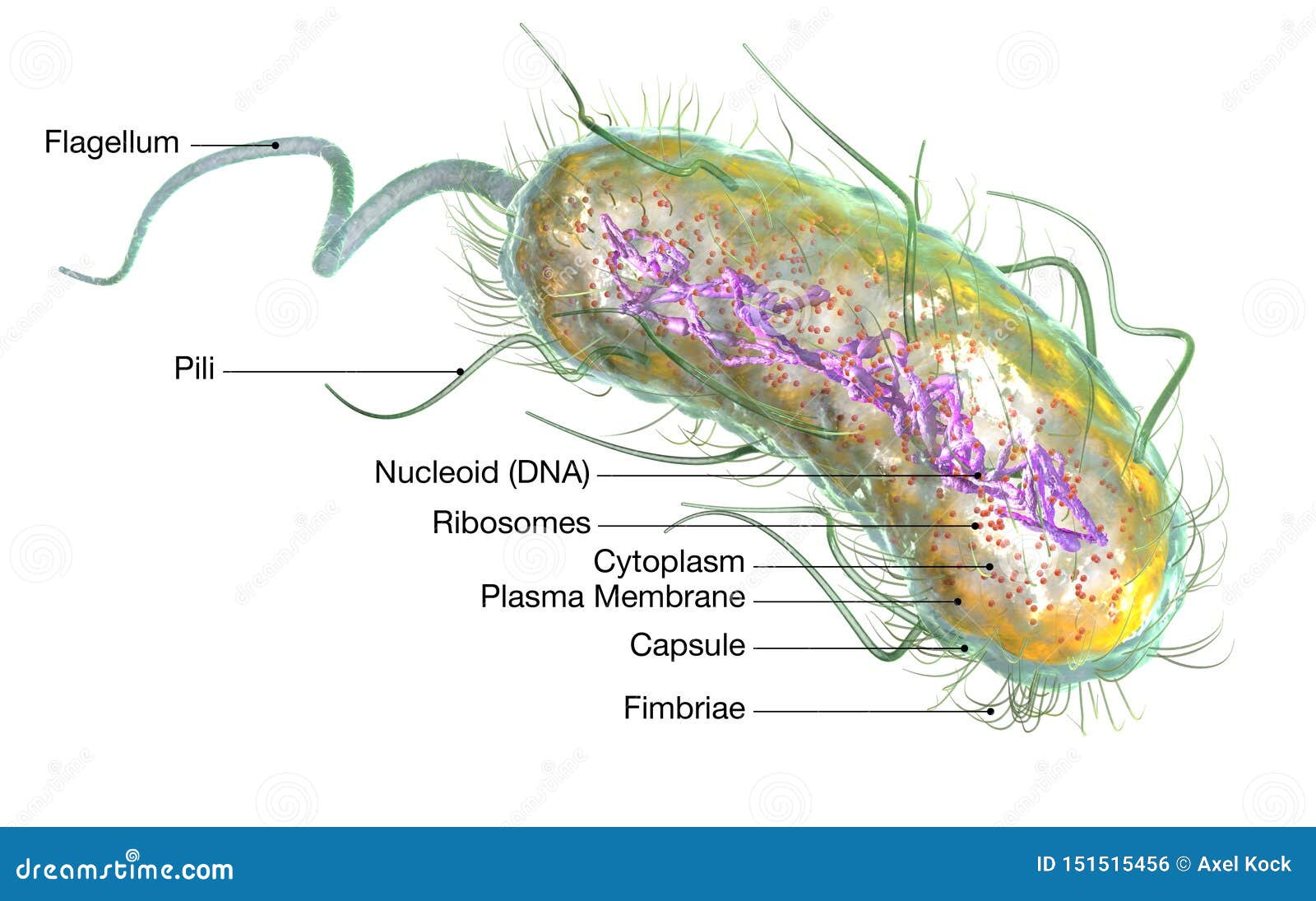 Escherichia Coli Bacteria E Coli Medically Accurate 3d Illustration Labeled Stock Illustration Illustration Of Biota Biology