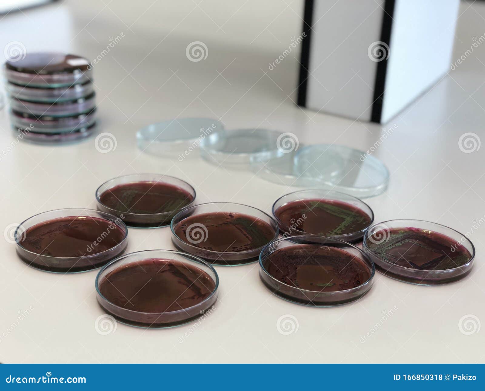 escherichia coli e.coli cultured with eosin methylene blue emb agar in petri dish show the metallic green sheen colonies using