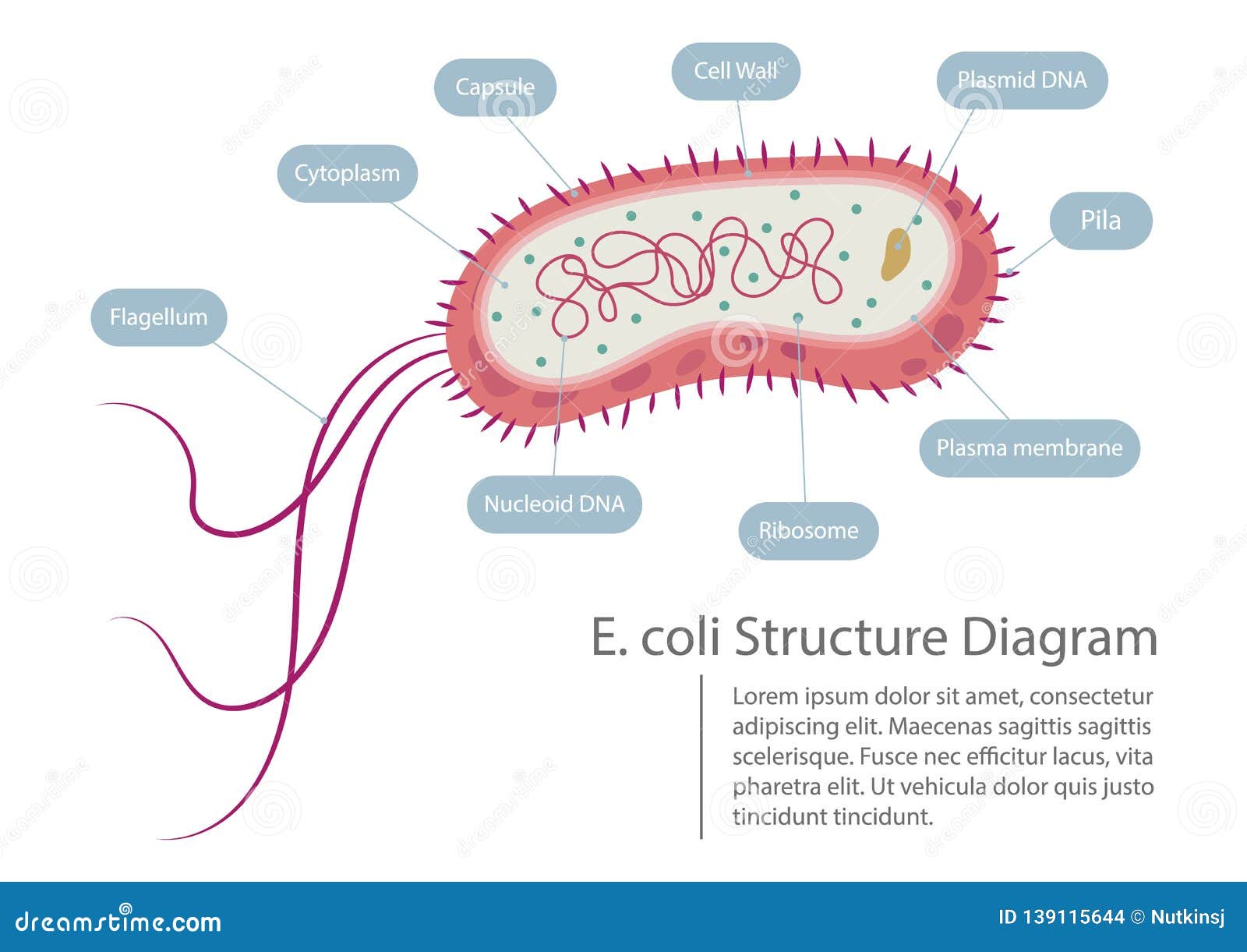 Escherichia Coli Structure Diagram Stock Vector Illustration Of Medical Diagram