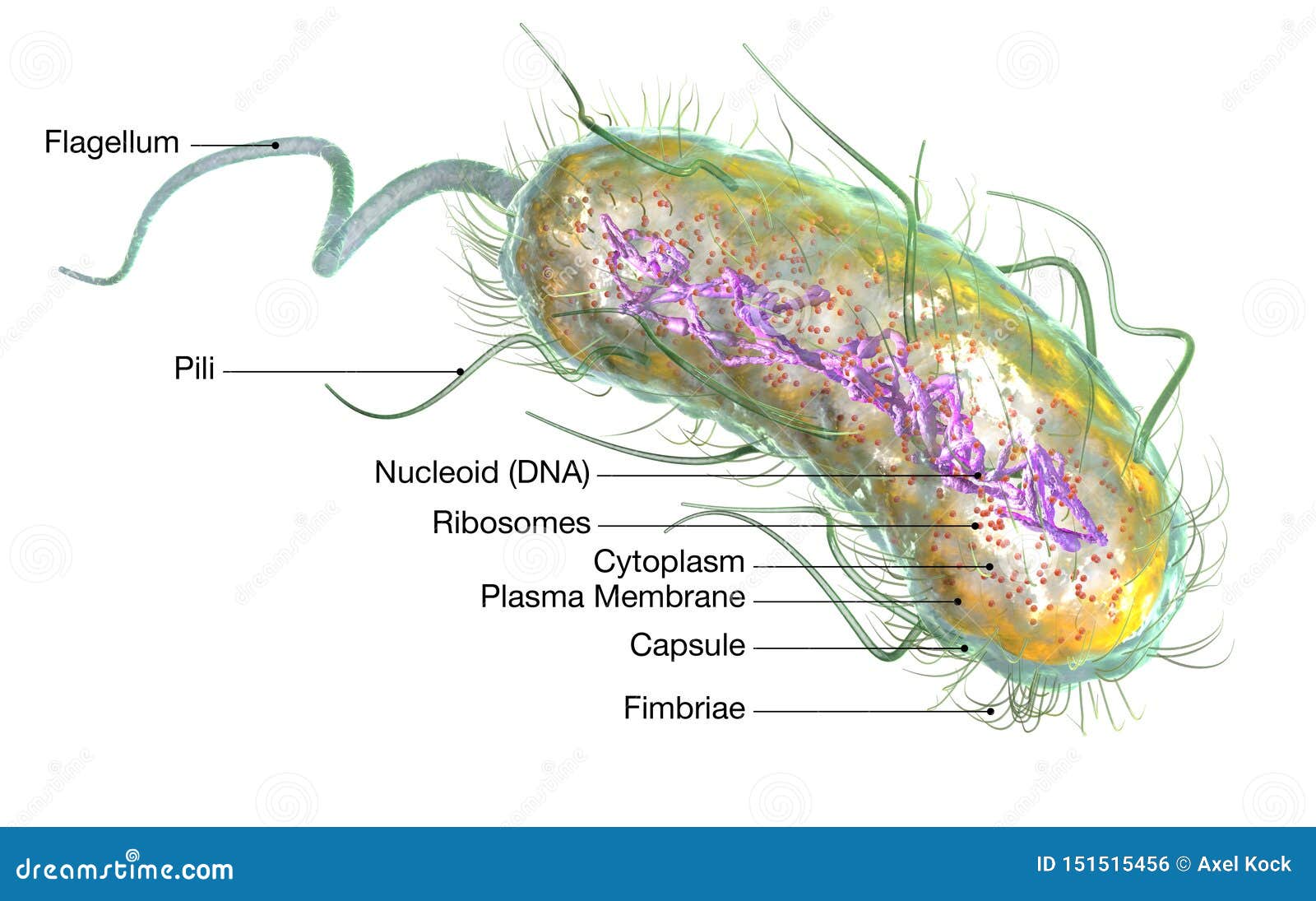 Escherichia- Colibakterien E Coli Medizinisch Genaue Illustration 3D