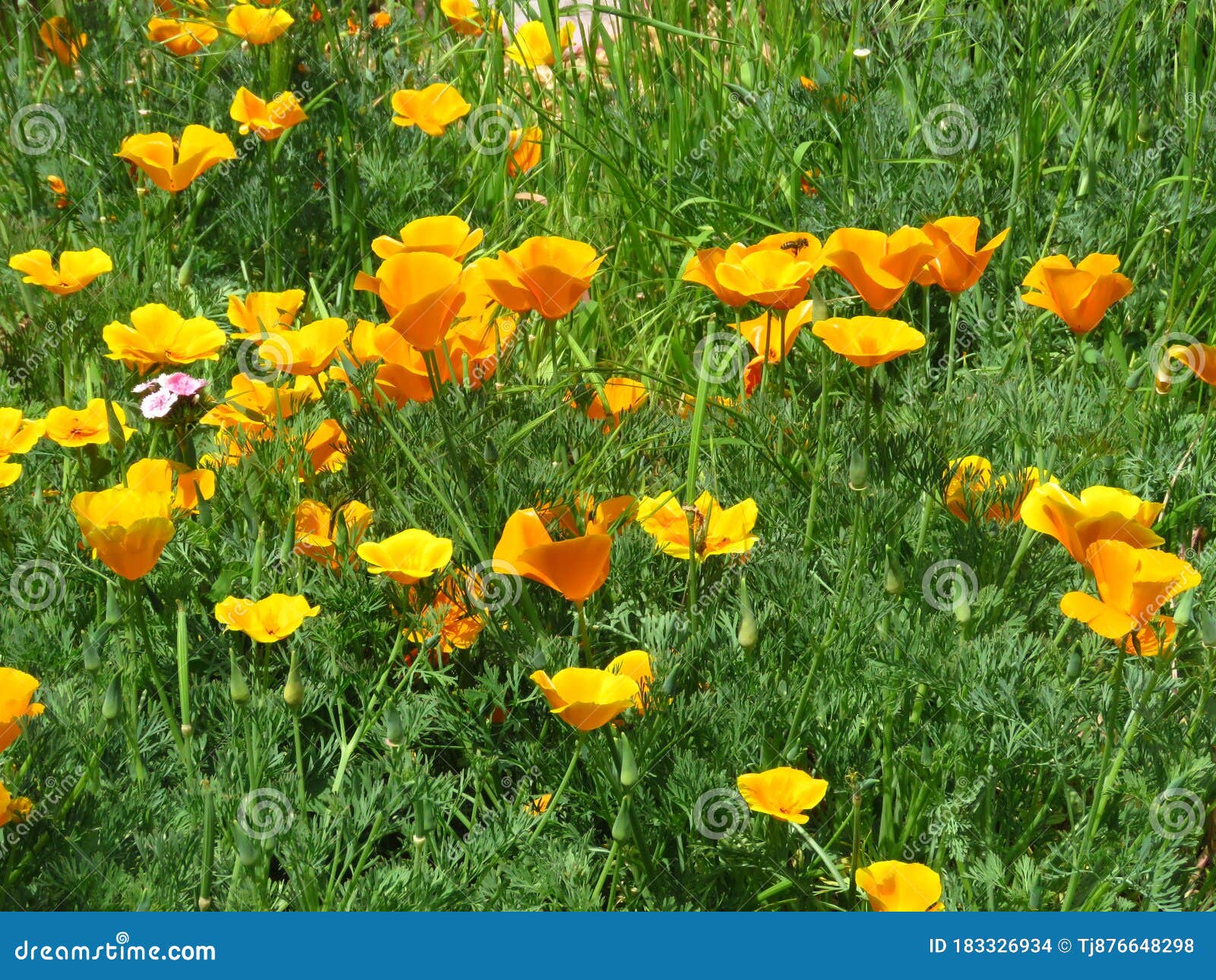 California Poppy Fabric Wallpaper and Home Decor  Spoonflower