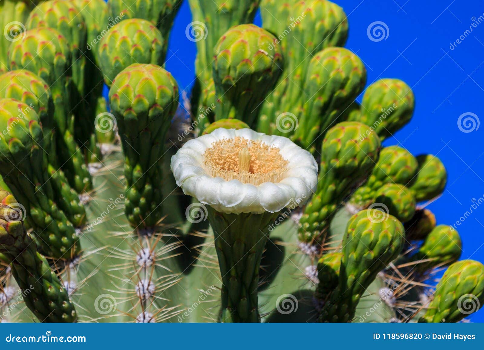 Escolha a Flor Branca No Cacto Do Saguaro Com Fileiras Dos Botões Fechados  Atrás Céu Azul No Fundo Foto de Stock - Imagem de planta, flor: 118596820