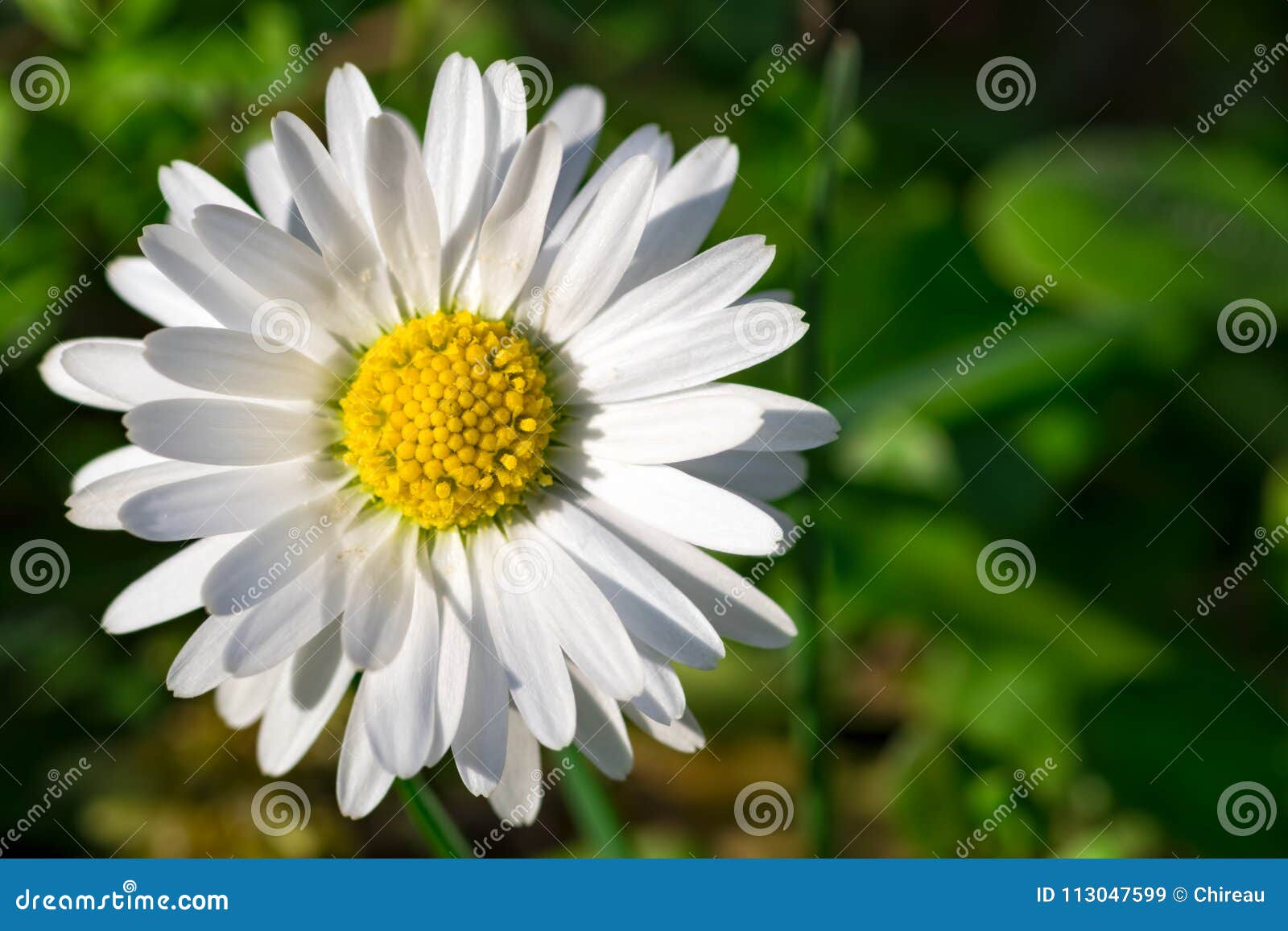 Escolha O Close-up Da Flor Da Margarida Branca No Fundo Verde Natural Com  Espaço Da Cópia Imagem de Stock - Imagem de aromaterapia, fortuna: 113047599