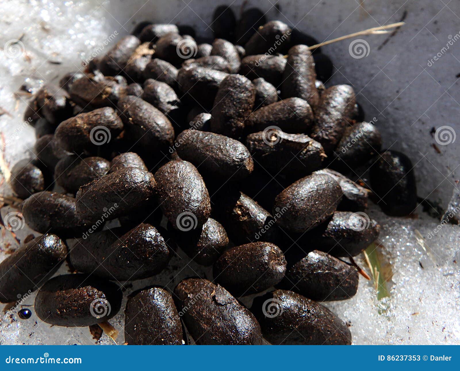 Escrementi Animali Dei Cervi Immagine Stock - Immagine di animale