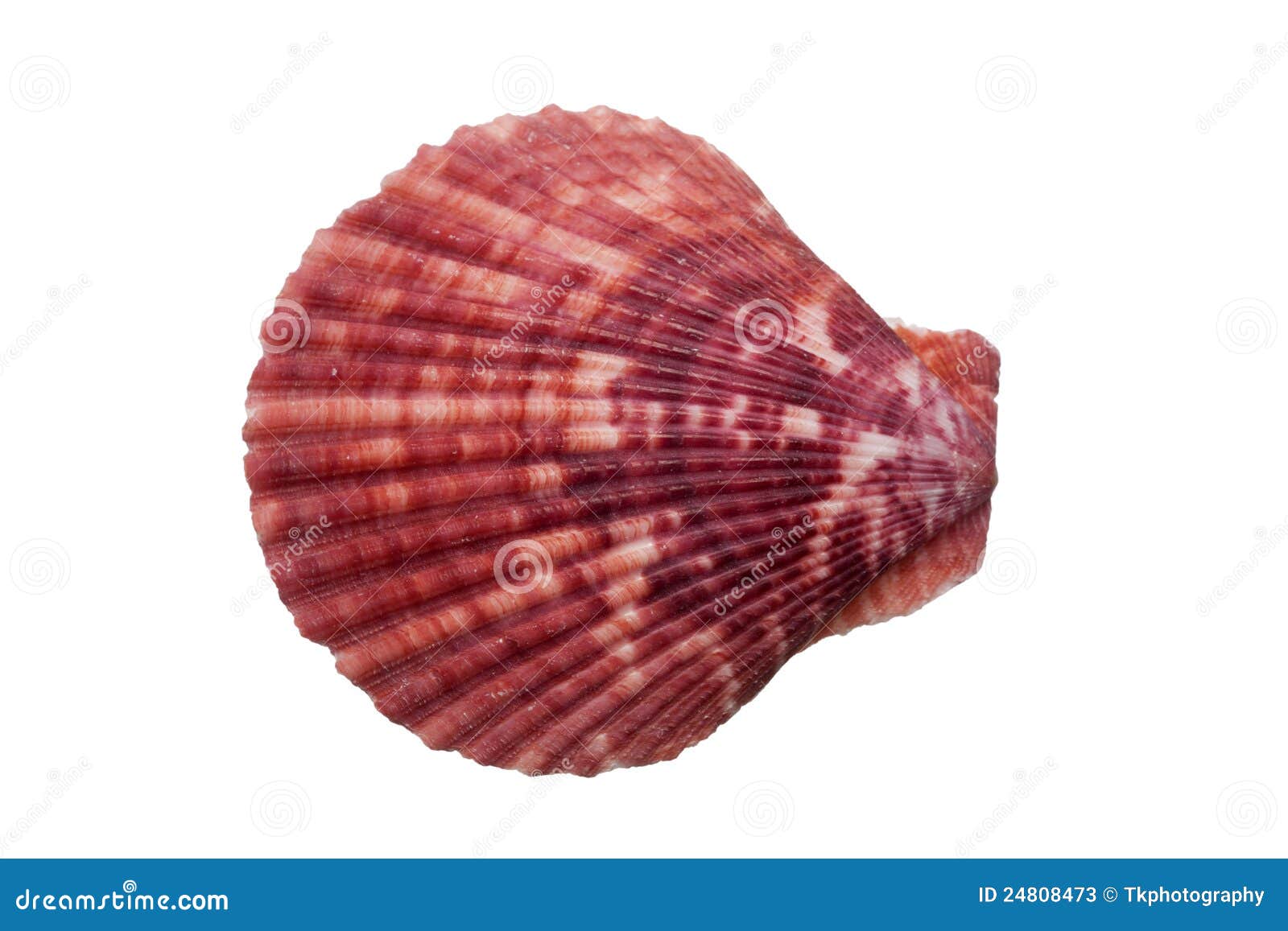 Escudo de Scallop imagem de stock. Imagem de concha, nave 24808473