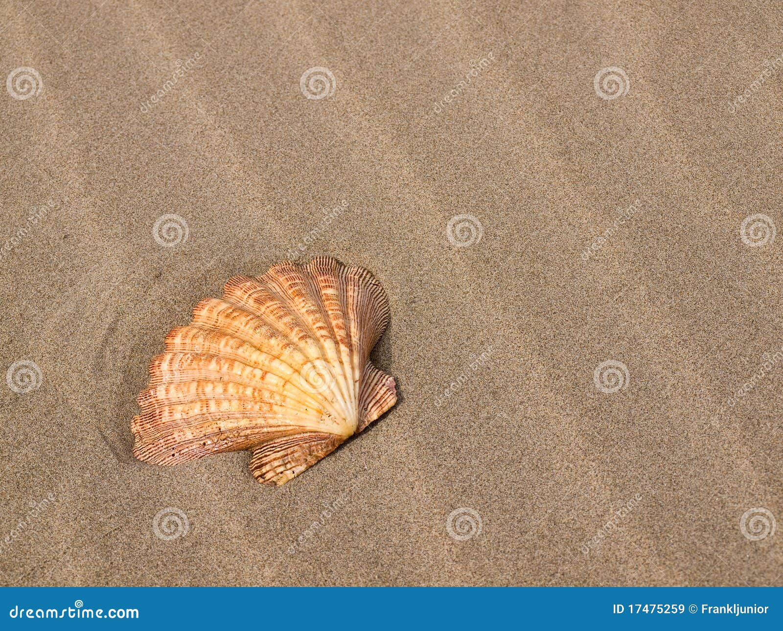 Escudo De Scallop Em Uma Praia De Sandy Imagem de Stock Imagem de