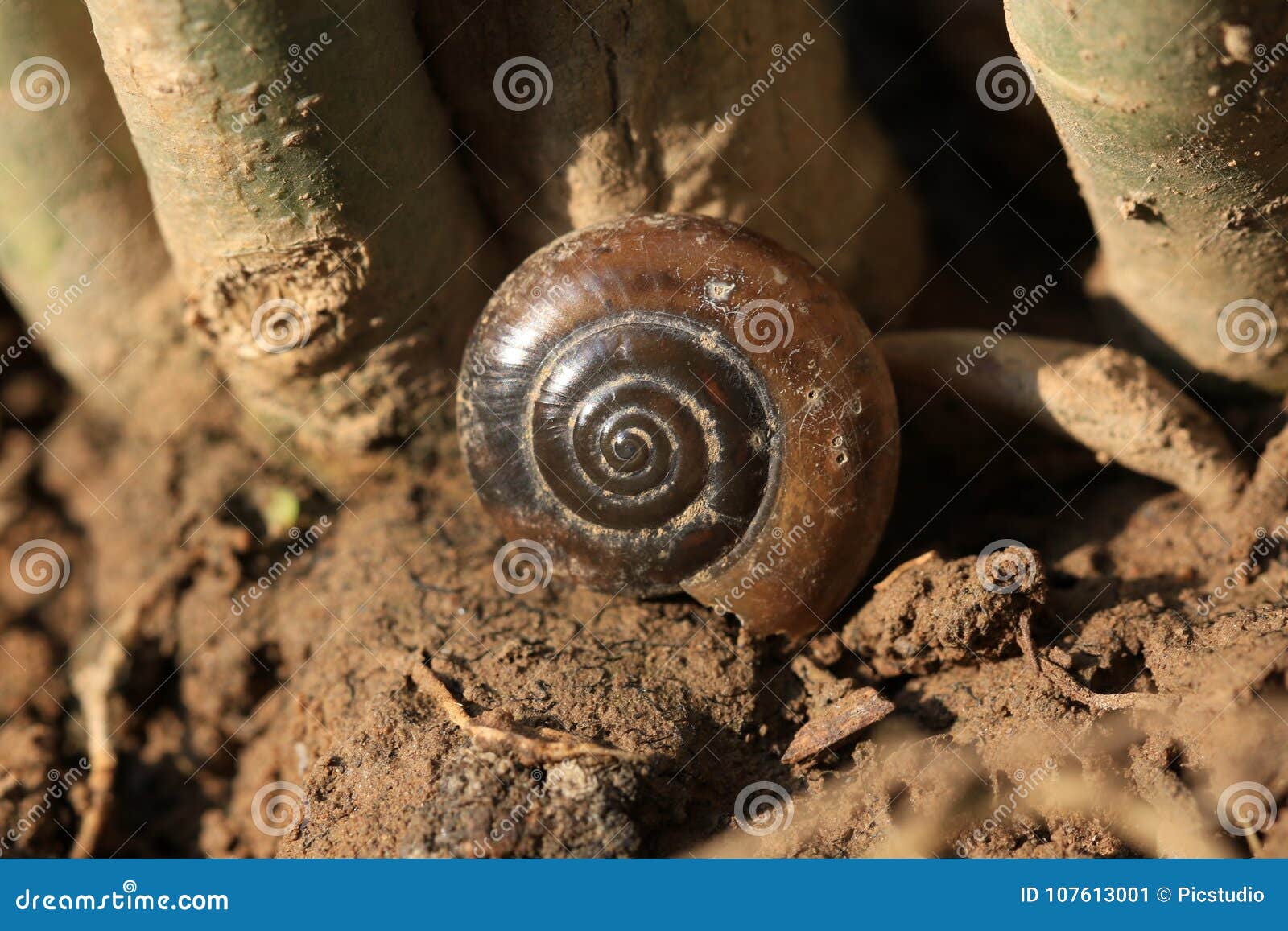 Escudo do caracol. Tiro bonito do shell do caracol no dia ensolarado