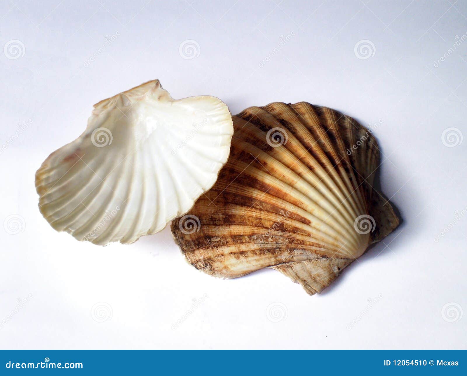 Escudos de Scallop foto de stock. Imagem de gourmet, pérola 12054510