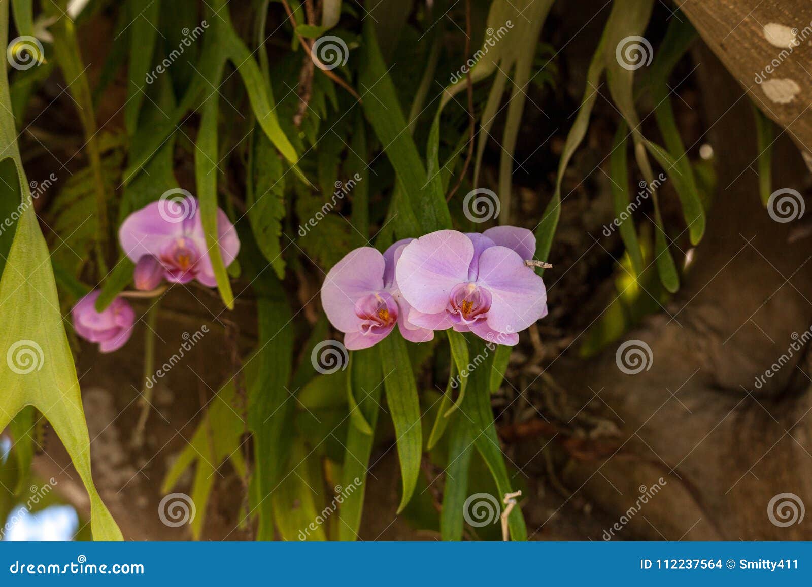 Escuro E Claro - a Orquídea Roxa Do Phalaenopsis Floresce Foto de Stock -  Imagem de tropical, flor: 112237564