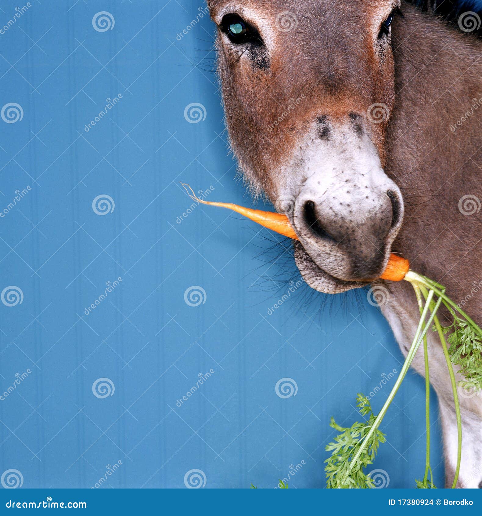 Esel Der Karotte Kaut Stockfoto Bild Von Kaut Esel