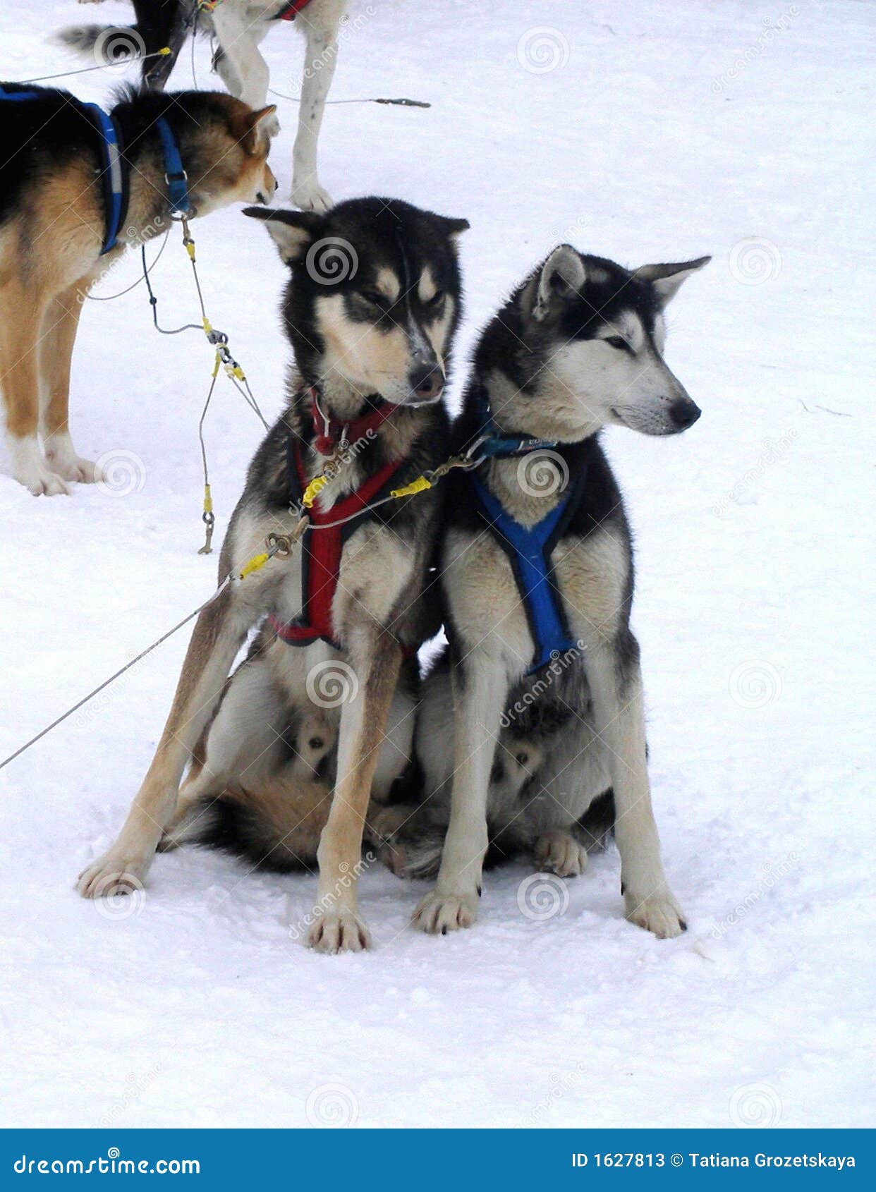eskimo dogs