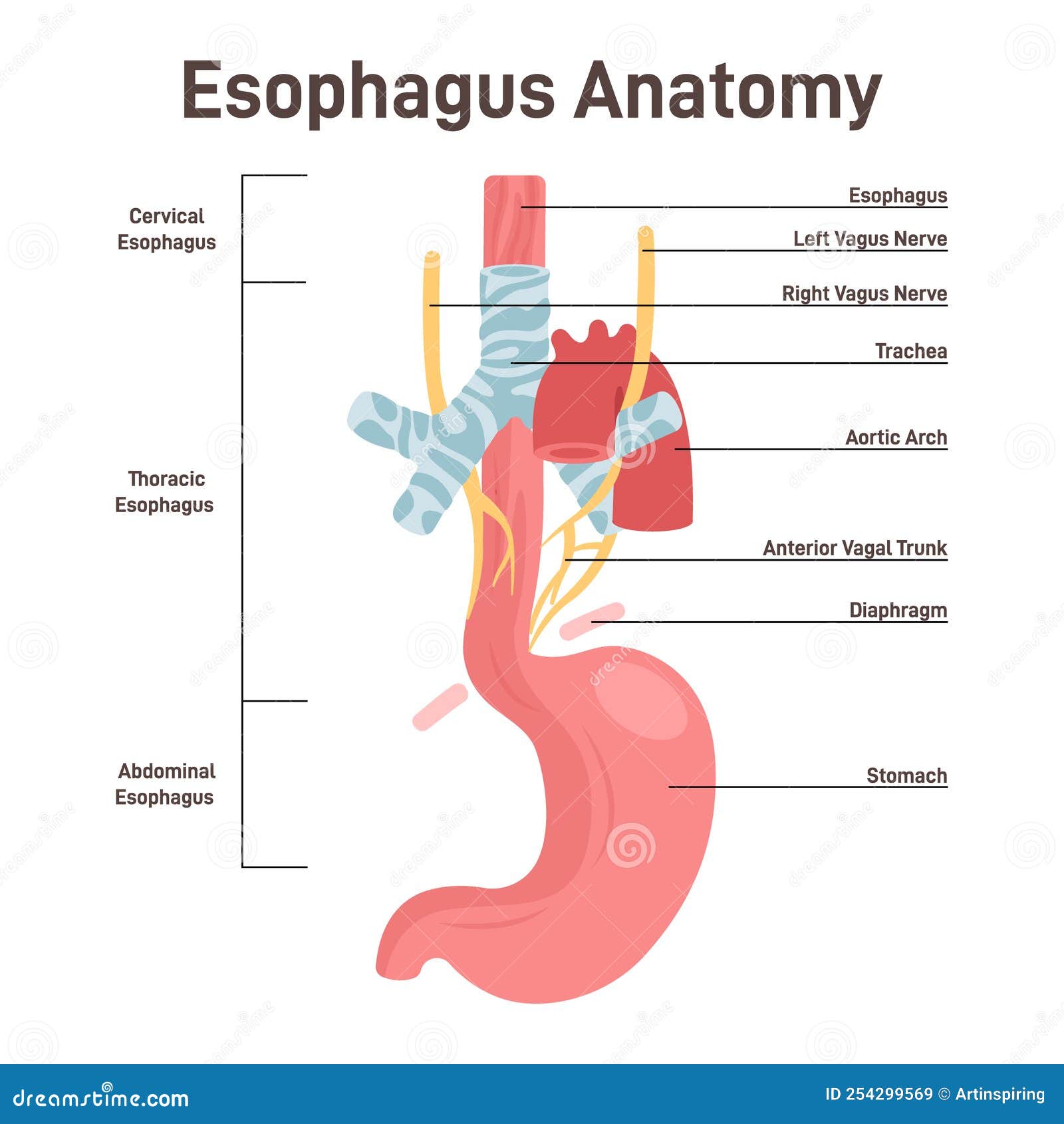 Esophagus Anatomy. Muscular Tube That Carries Food And Liquid Cartoon ... Biology Diagrams