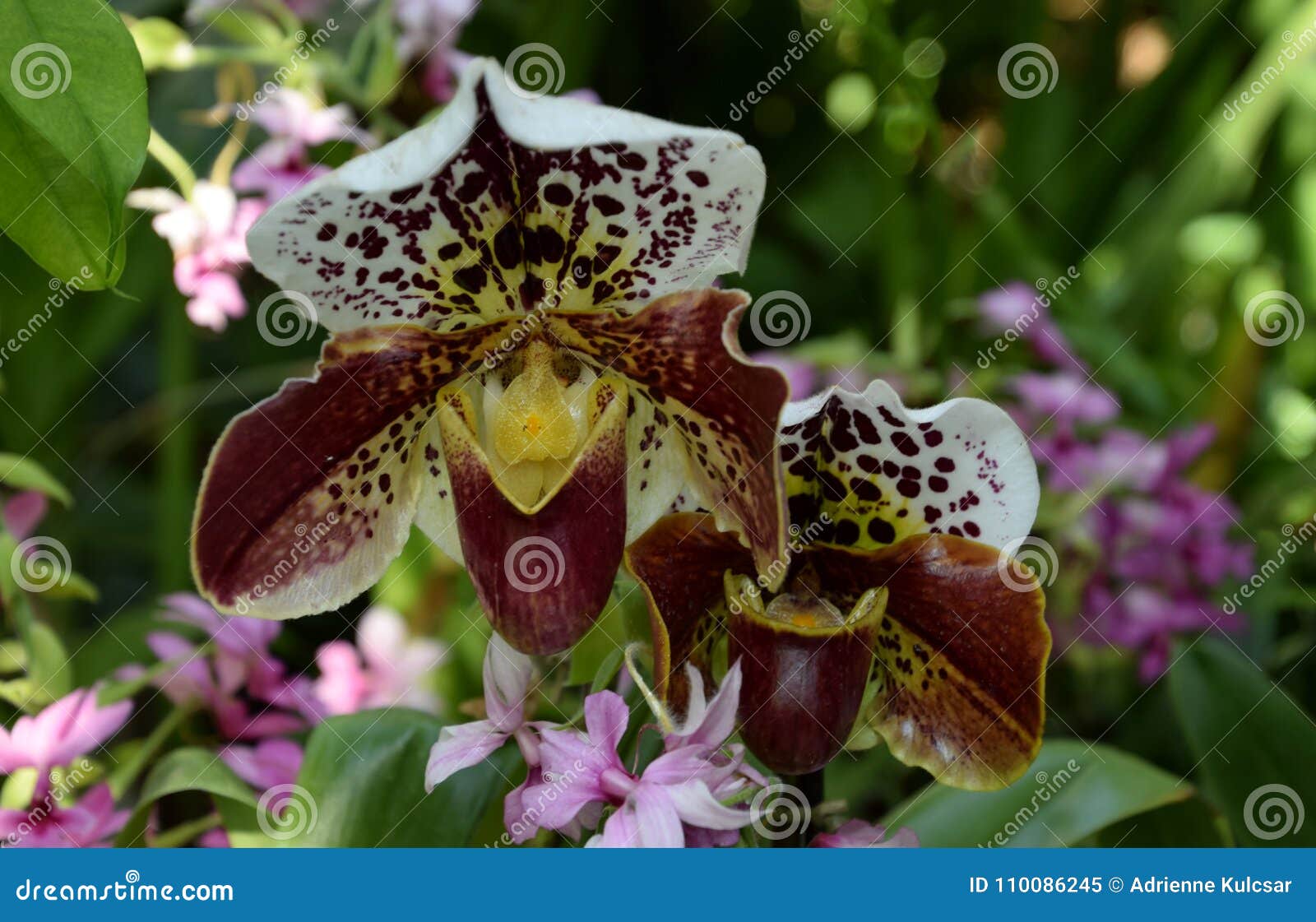 Espécie Da Orquídea, De ` Do Vênus Orquídea De Deslizador E Orquídeas Roxas  Pequenas Imagem de Stock - Imagem de jardim, flor: 110086245