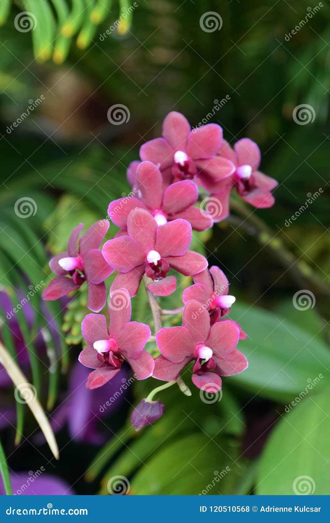 Espécie Da Orquídea, Mini Orquídea Roxa Na Flor, Mini Phalenopsis Foto de  Stock - Imagem de flor, roxo: 120510568