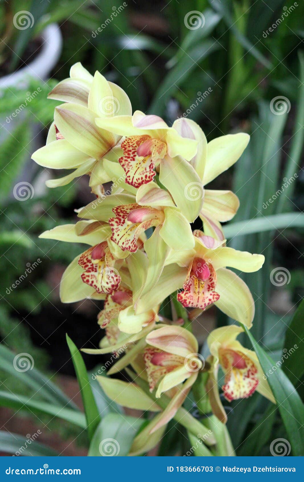 Espécies De Orquídeas Cimbidium Encontradas Na ásia Tropical E Subtropical  E Na Austrália Setentrional Imagem de Stock - Imagem de florescer, floral:  183666703