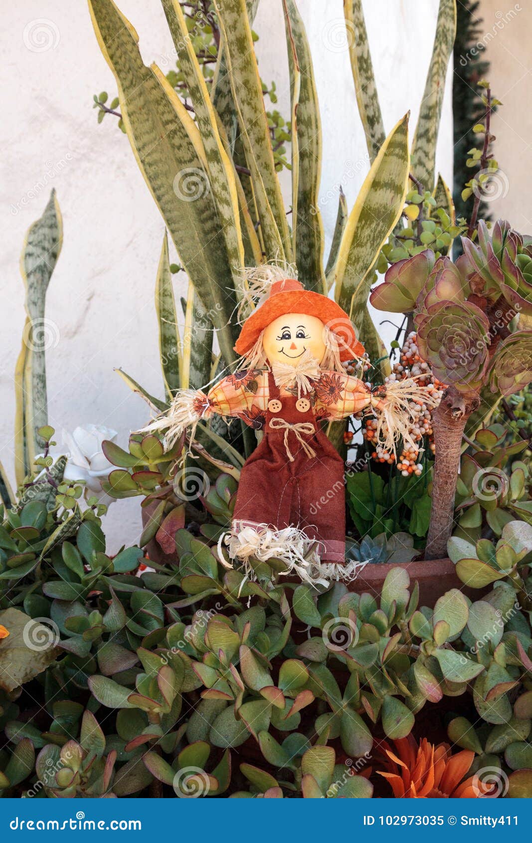 Espantapájaros De Halloween Entre Las Plantas Suculentas Imagen de archivo  - Imagen de decoraciones, suculento: 102973035