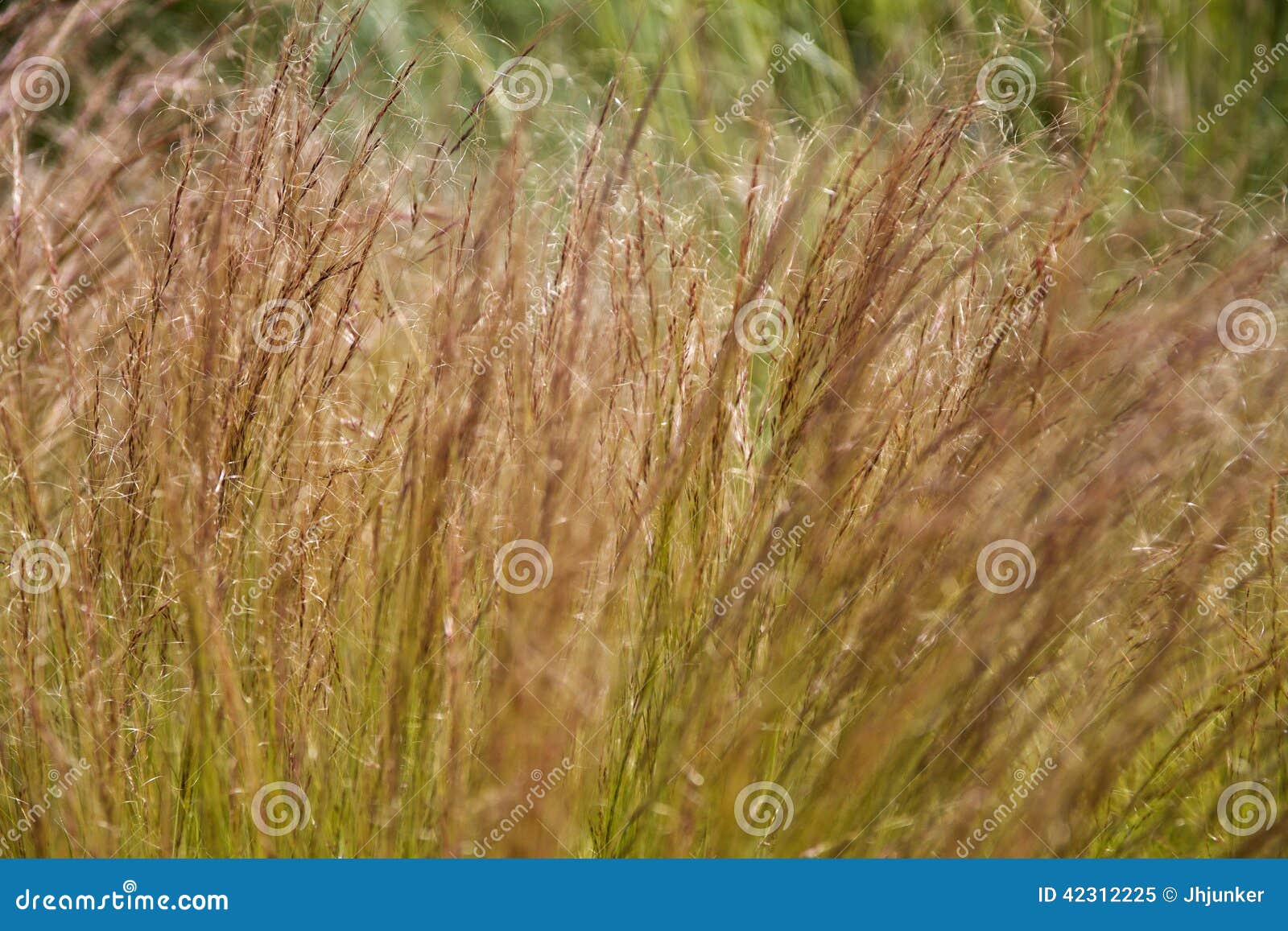 Esparto stock image. Image of gardening, grasses, ropes 42312225