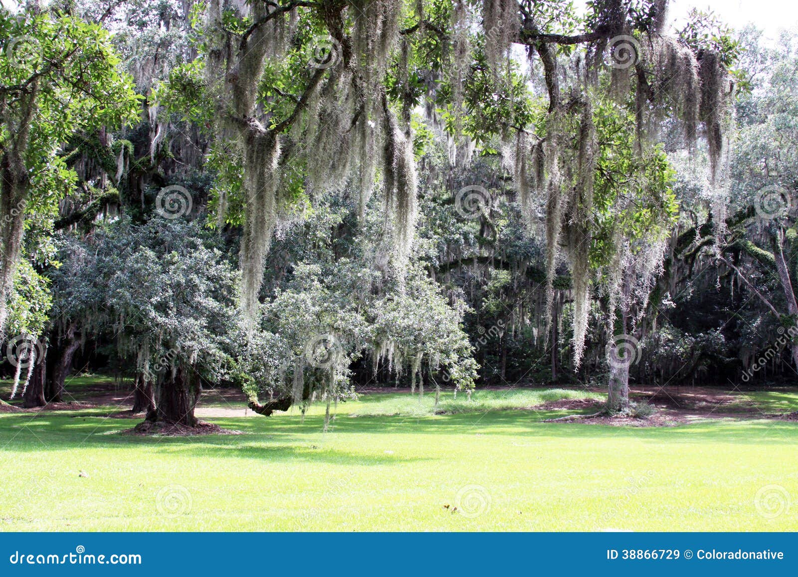 Español Moss Hanging De Live Oak Trees Imagen de archivo Imagen de