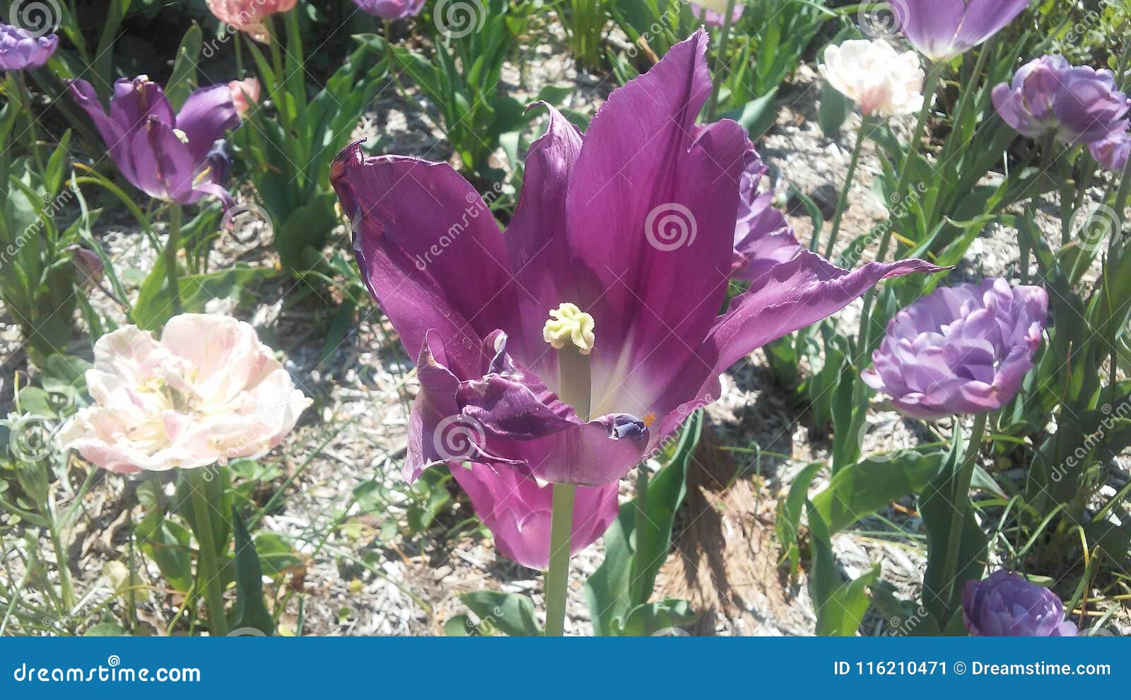 beautiful tulipan