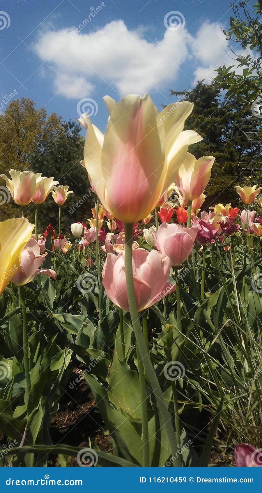 pretty tulipan