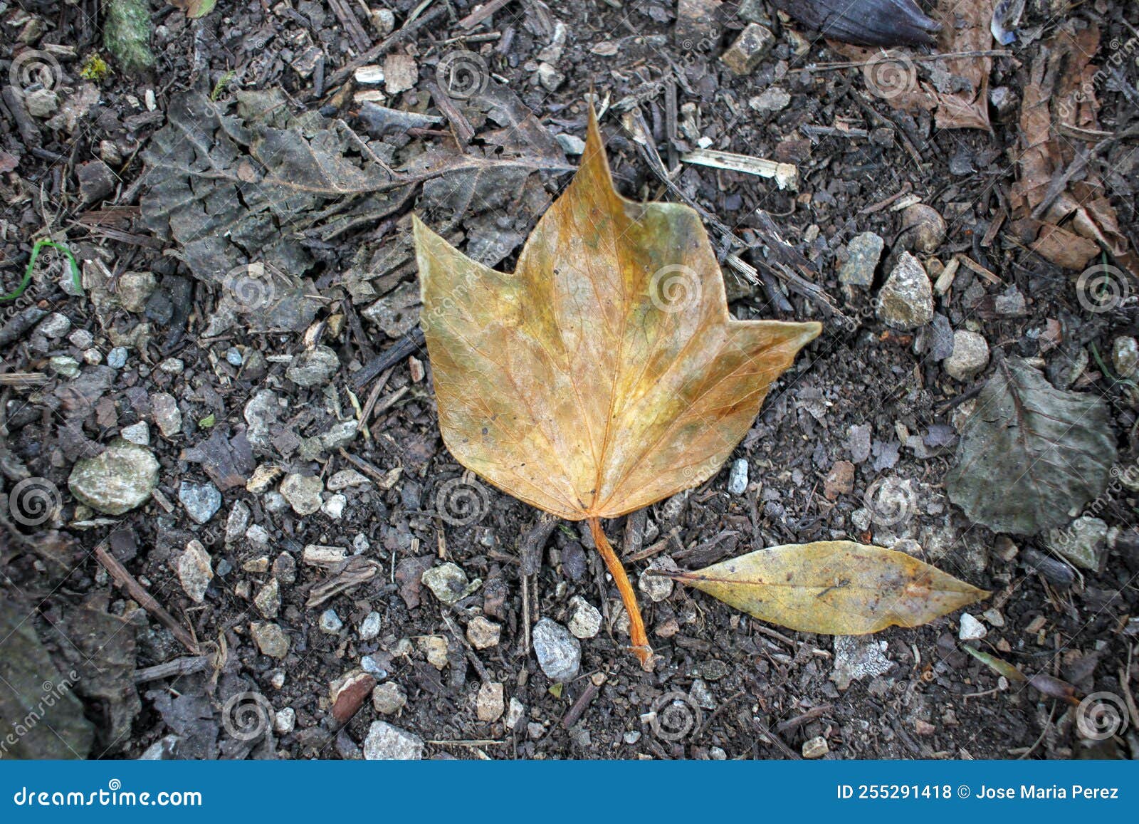 especial leaves i found in my pathway during autumn