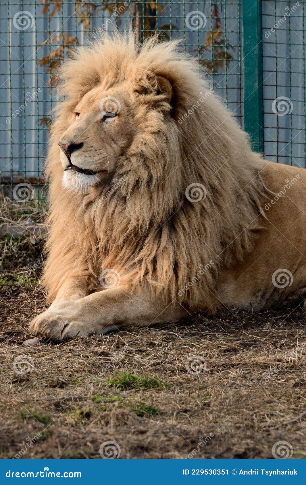 Especies Raras Y En Peligro De Extinción Del Zoológico De Leones Blancos Y  La Vida Animal En él. Imagen de archivo - Imagen de animal, especie:  229530351