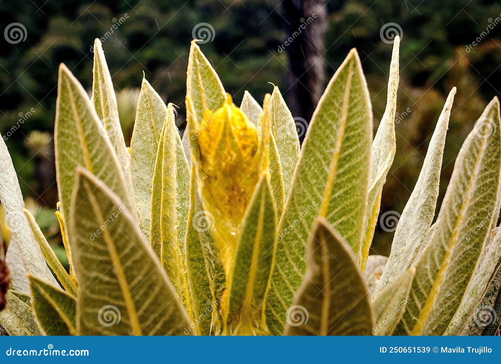 do you know what is pÃÂ¡ramo or frailejÃÂ³n?