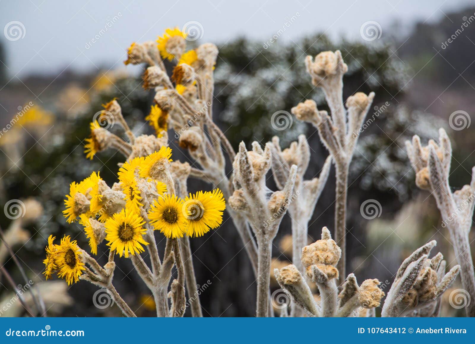 espeletia, commonly known as `frailejones`, is a genus of perennial subshrubs, in the sunflower family