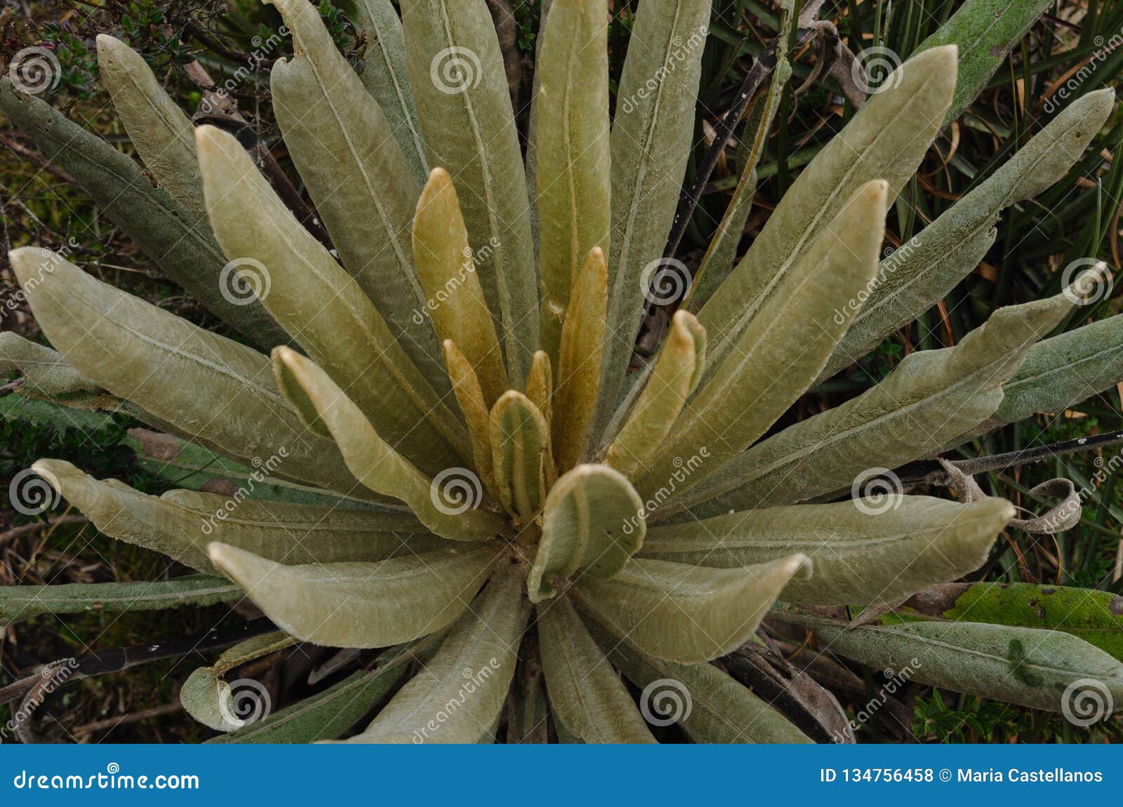 espeletia succulent plants of the pÃÂ¡ramo of colombia. frailejÃÂ³n