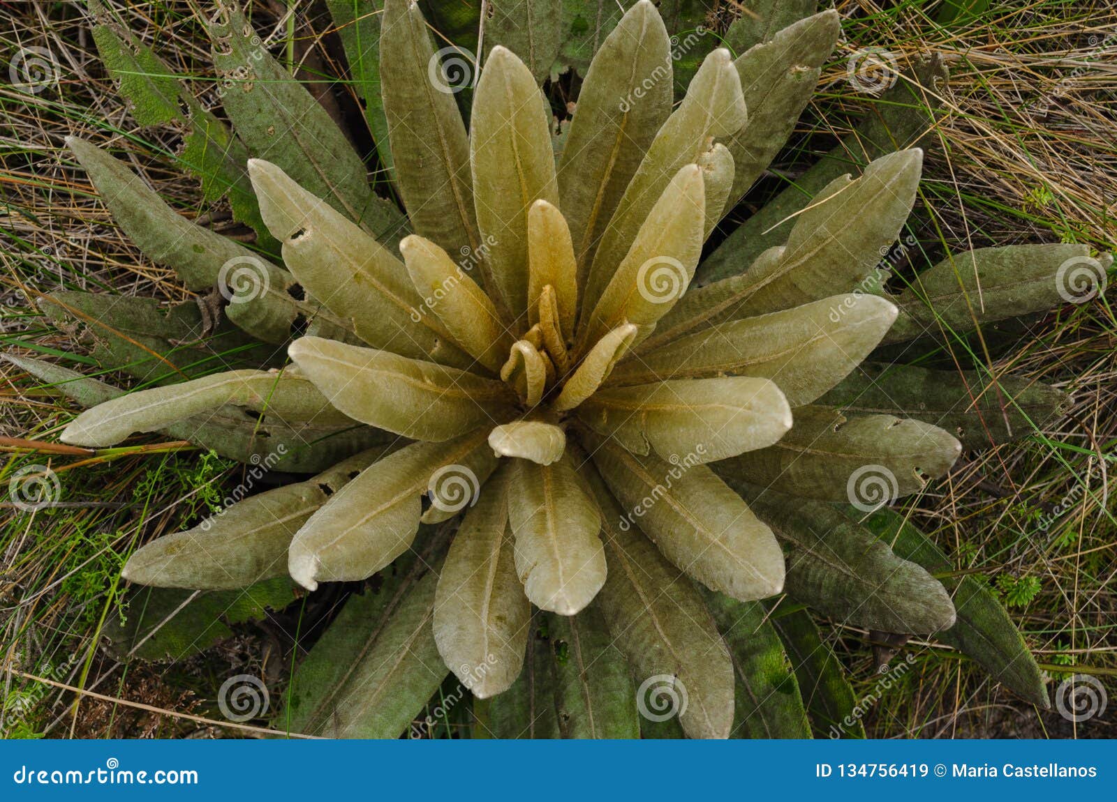 espeletia succulent plants of the pÃÂ¡ramo of colombia. frailejÃÂ³n