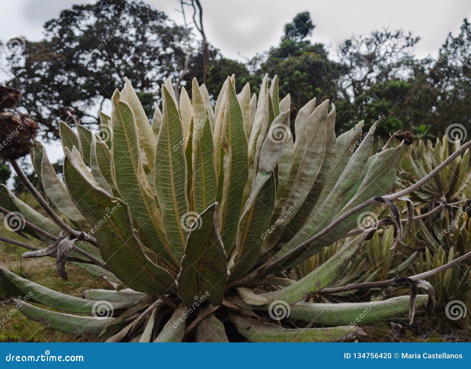 espeletia succulent plants of the pÃÂ¡ramo of colombia. frailejÃÂ³n