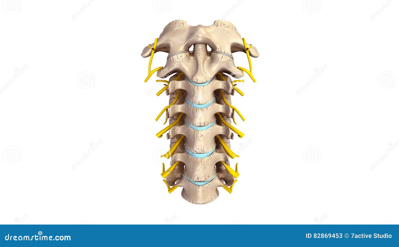 Espina Dorsal Cervical Con La Opinión Anterior De Los Nervios Stock De