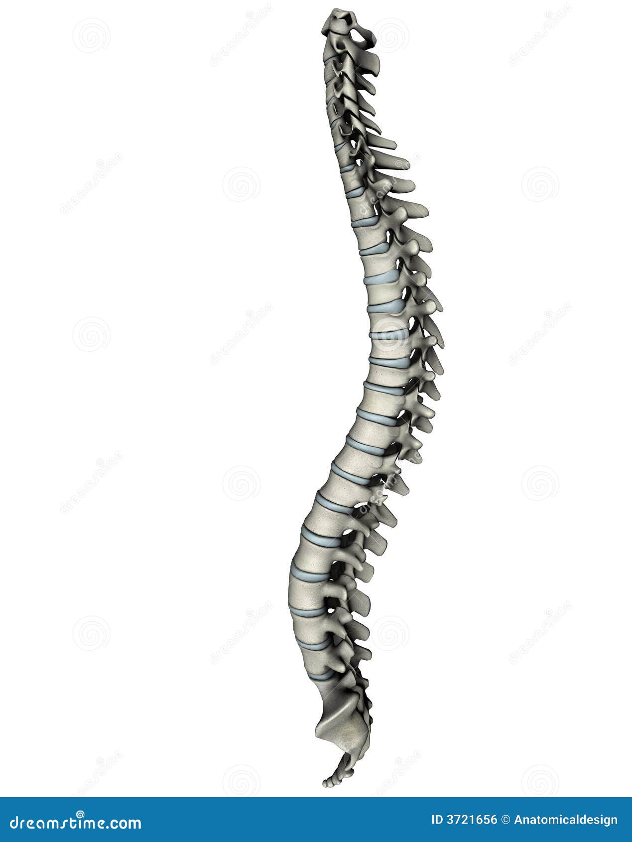Espina dorsal lateral humana