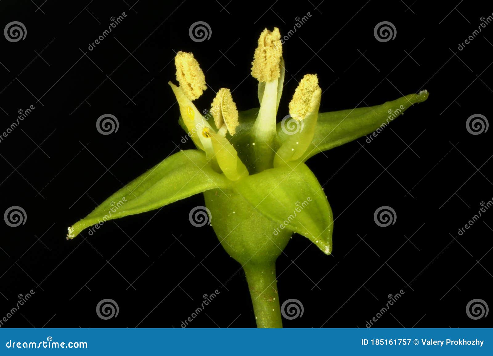Espina Dorsal Rhamnus Cathartica. Closet De Flores Masculinas Imagen de  archivo - Imagen de apilamiento, ciencia: 185161757