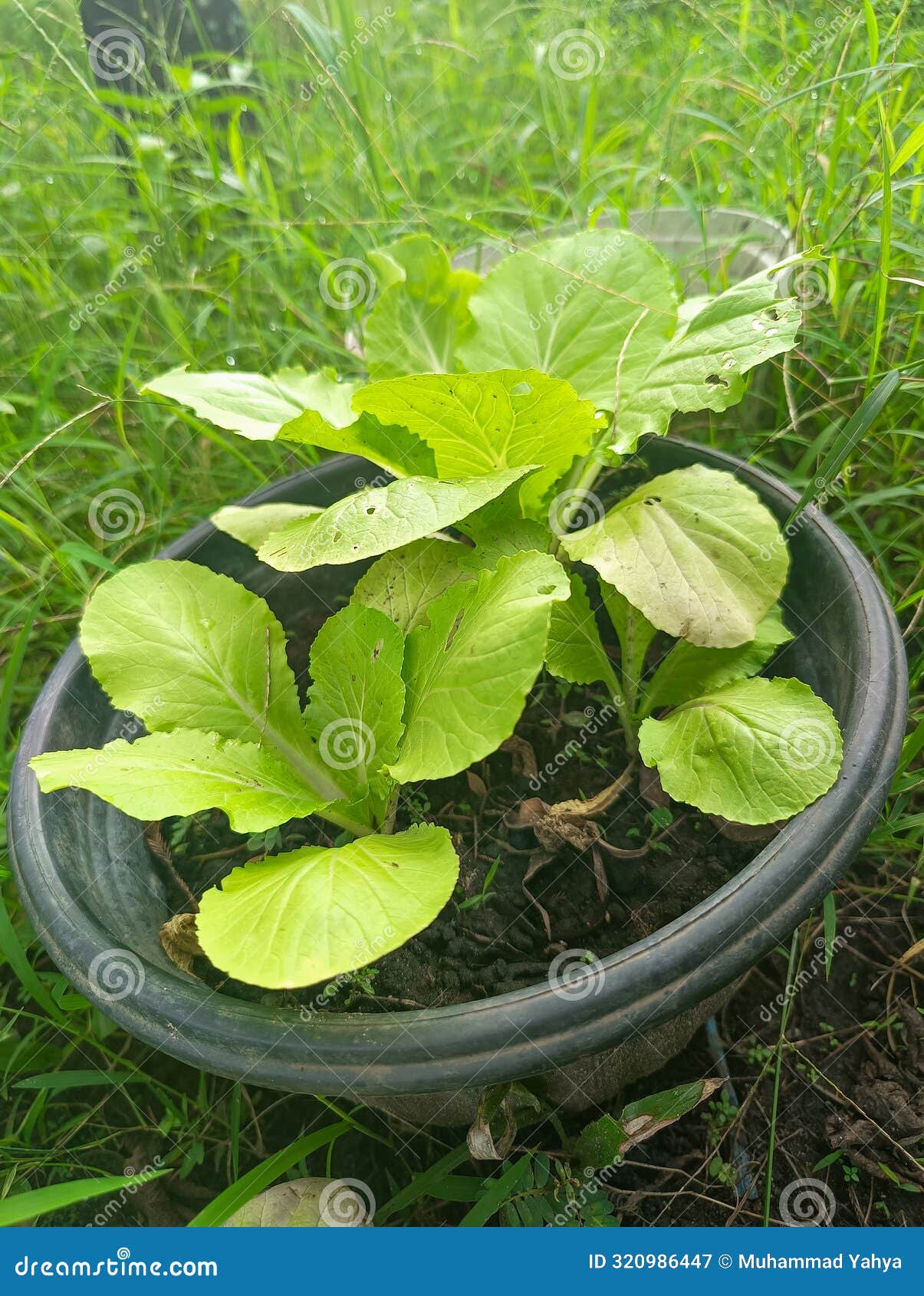 5,074 Planta De Espinaca Del Agua Fotos de stock - Fotos libres de regalías  de Dreamstime - Página 9, image size:1205x1690