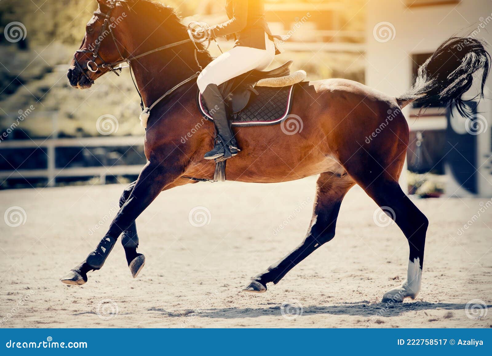 Cavalo Lusitano salto obstáculos 