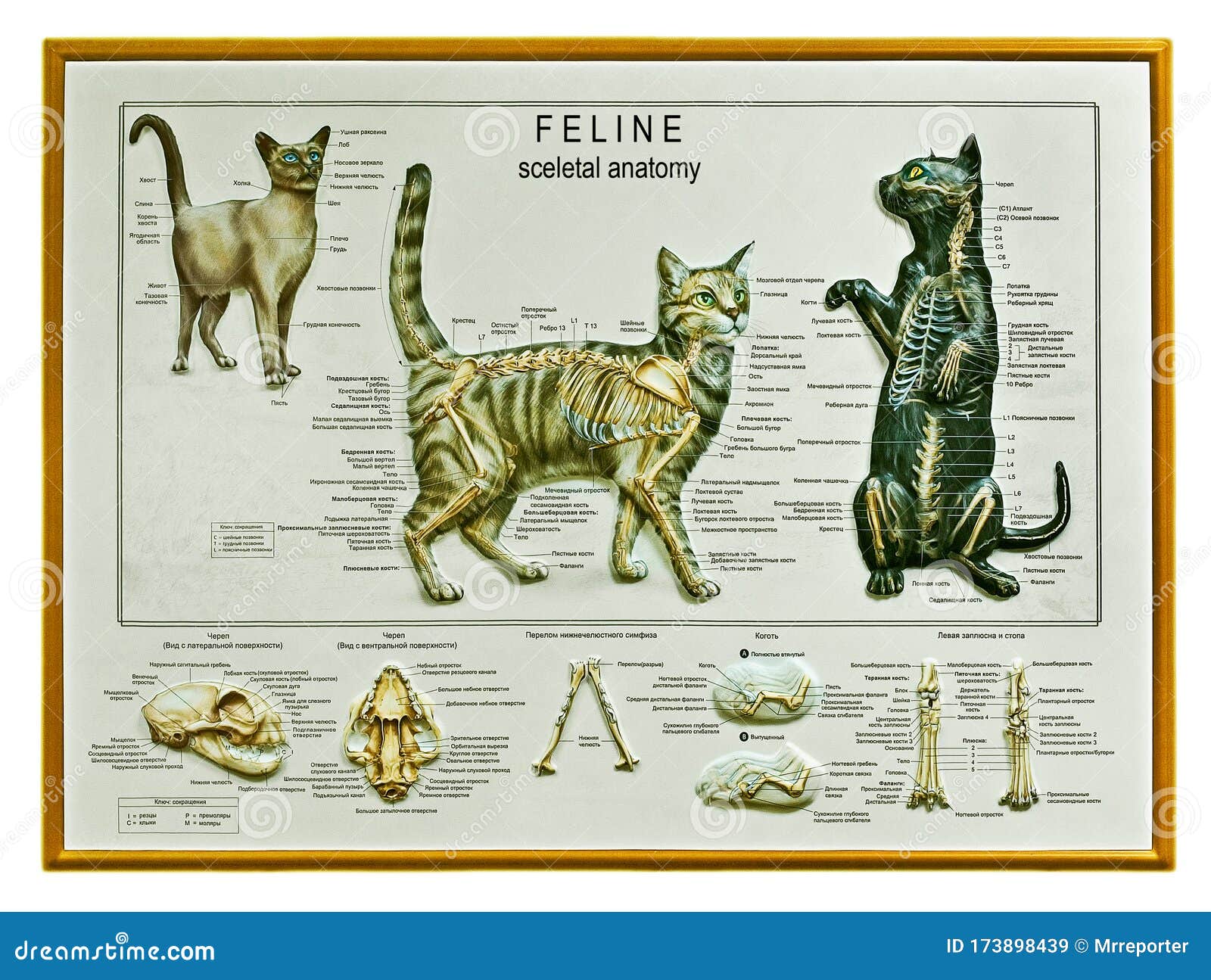 De Arte La Anatomía Del Gato Imagen de archivo - Imagen de deletreado, cuadro: 173898439