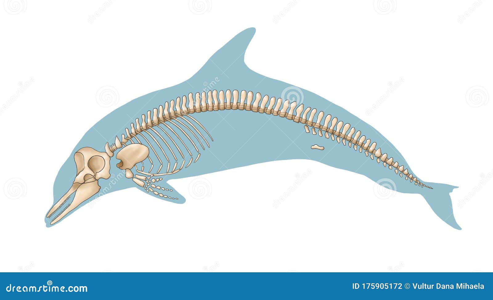 esqueleto-de-golfinho-ilustra-o-stock-ilustra-o-de-anatomia-175905172