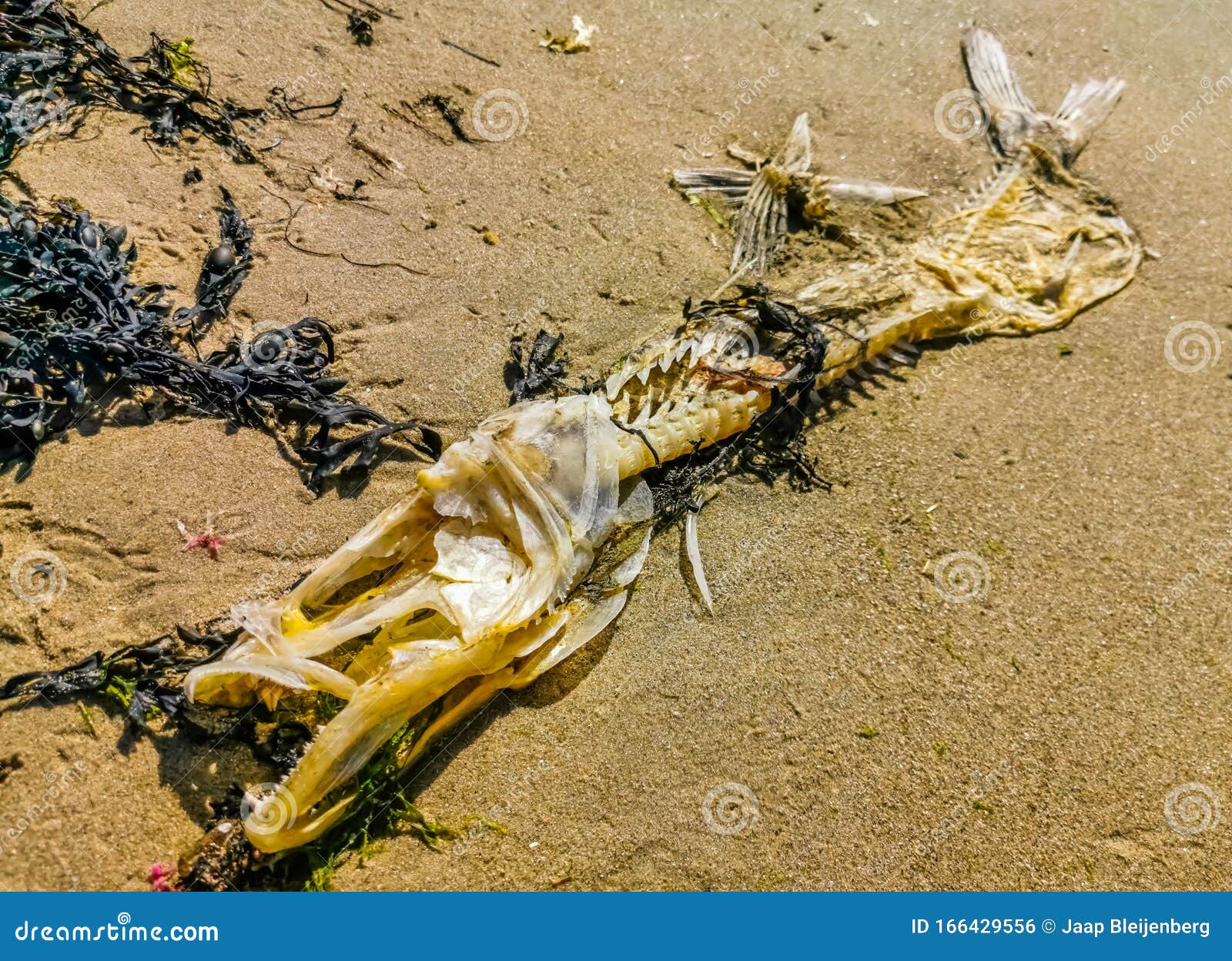 Esqueleto Sufocado Mortos Dos Peixes Foto de Stock - Imagem de