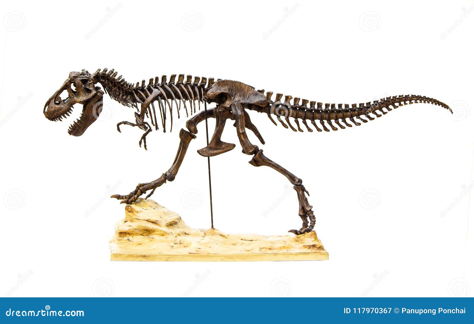atómico pueblo Pólvora Esqueleto Fósil Del Tiranosaurio Rex Del Dinosaurio Imagen de archivo -  Imagen de completo, monstruo: 117970367